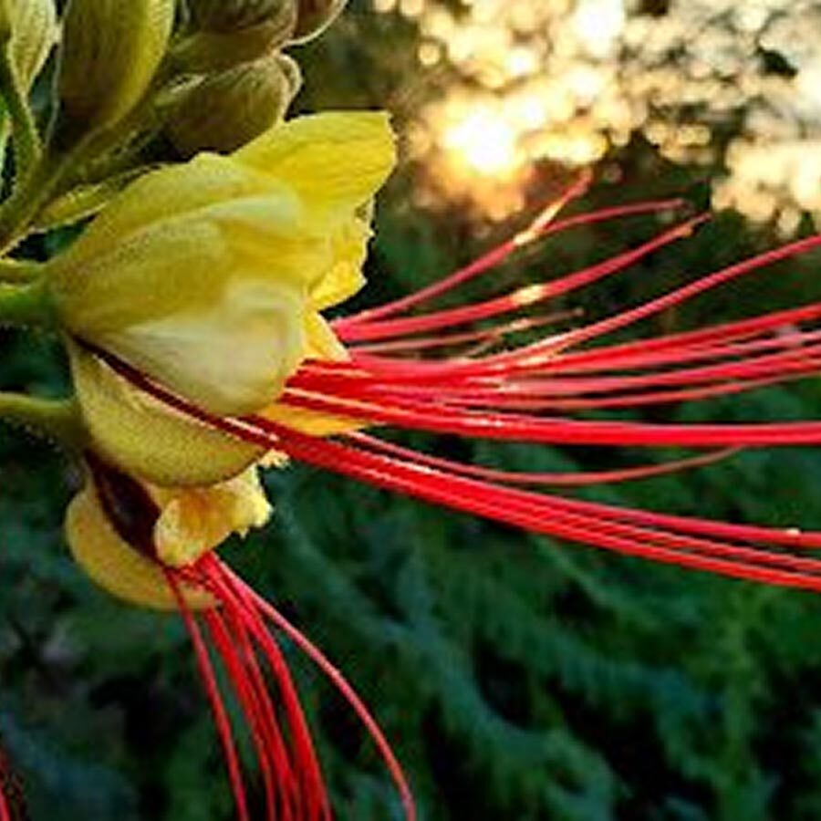 diseño de jardines